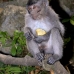 monkey_macaque_balinese_mf_ubud_v_0810_bal4517.jpg